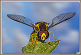 Syrphe
